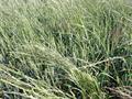Agropyron repens